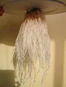 Корни гидропонного растения