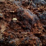 Светлые нити грибного роста на влажной почве