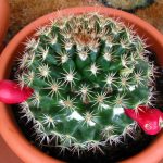 Mammillaria mammillaris естественной формы и окраски