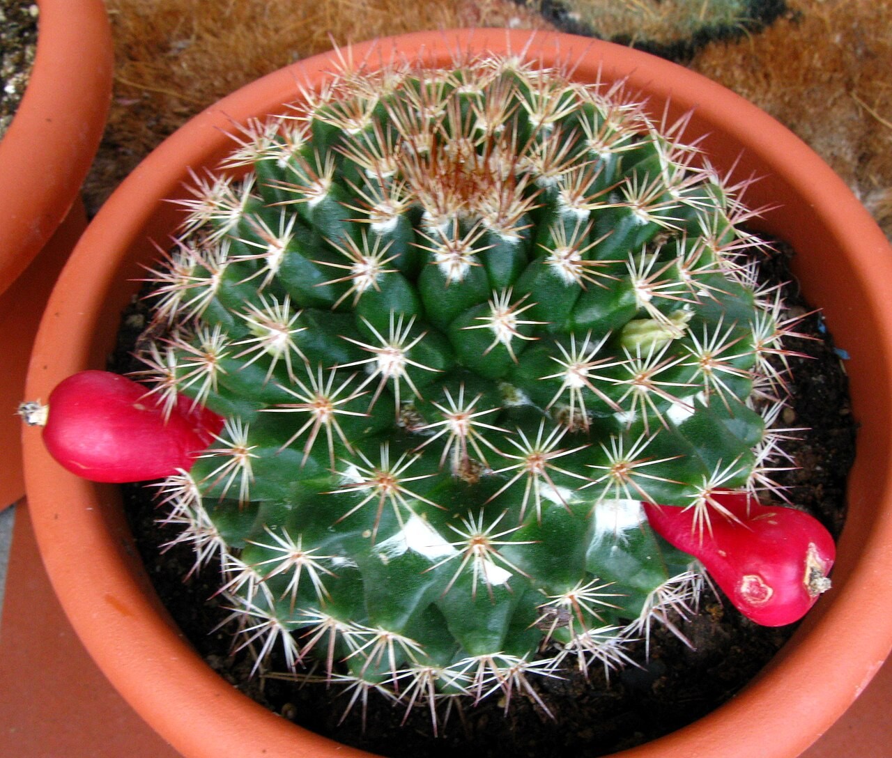 Mammillaria mammillaris естественной формы и окраски