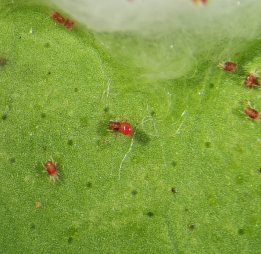 Хищный клещ Phytoseiulus persimilis нападает на паутинного клеща