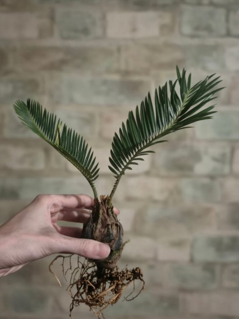 Корневая система Цикаса