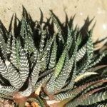 Хавортия полосатая с детками в широком невысоком горшке