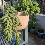 Очиток Моргана с бусинчатыми листьями, комнатное растение